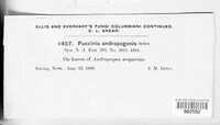 Puccinia andropogonis image